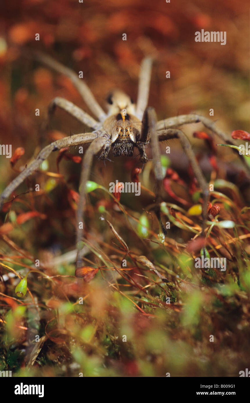 Hunting Spider (Pisaura mirabilis) Stock Photo