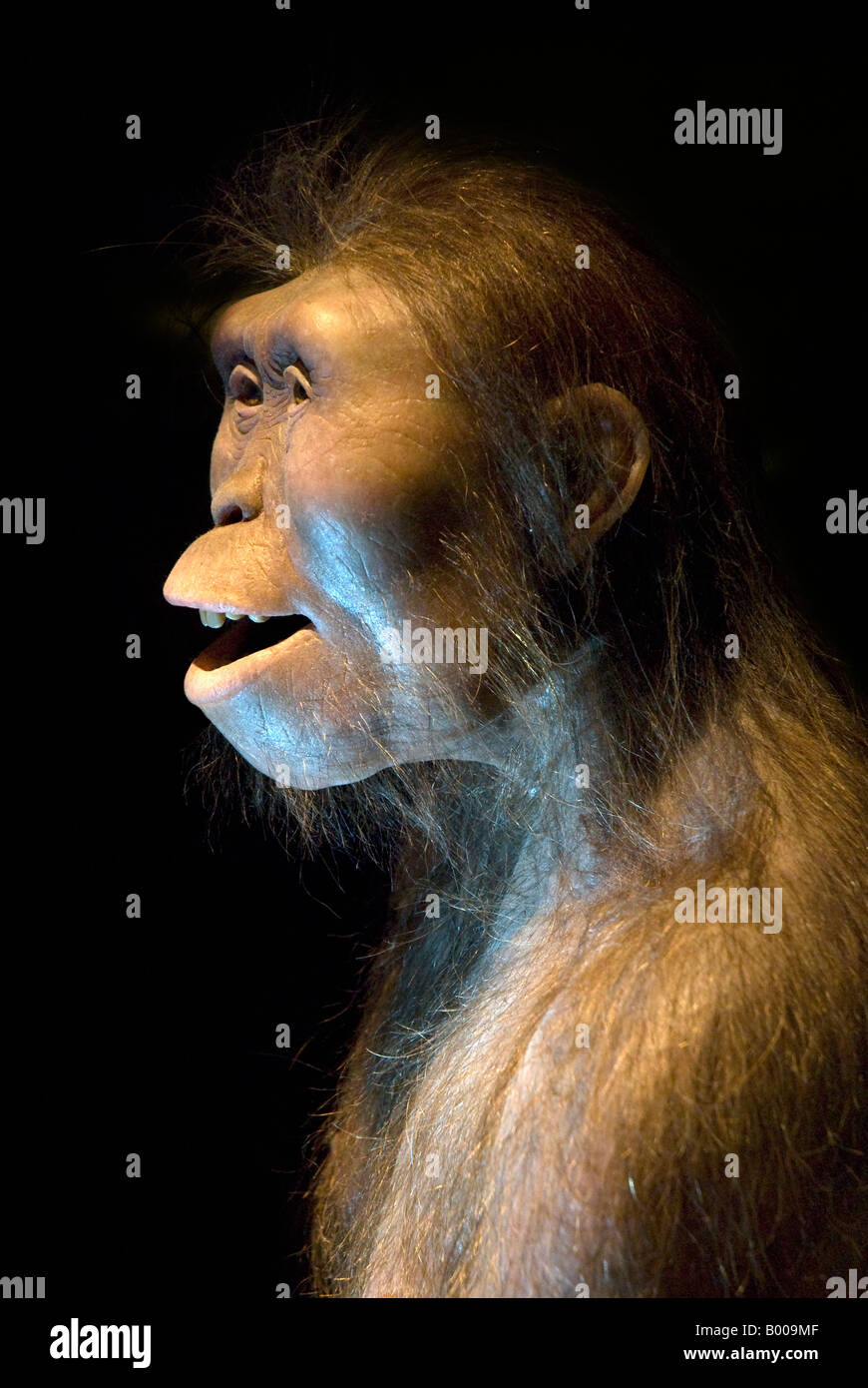 PRIMITIVE MAN, AUSTRALOPITHEKUS AFARENSIS. COSMOCAIXA (MUSEUM OF SCIENCE). BARCELONA, SPAIN Stock Photo