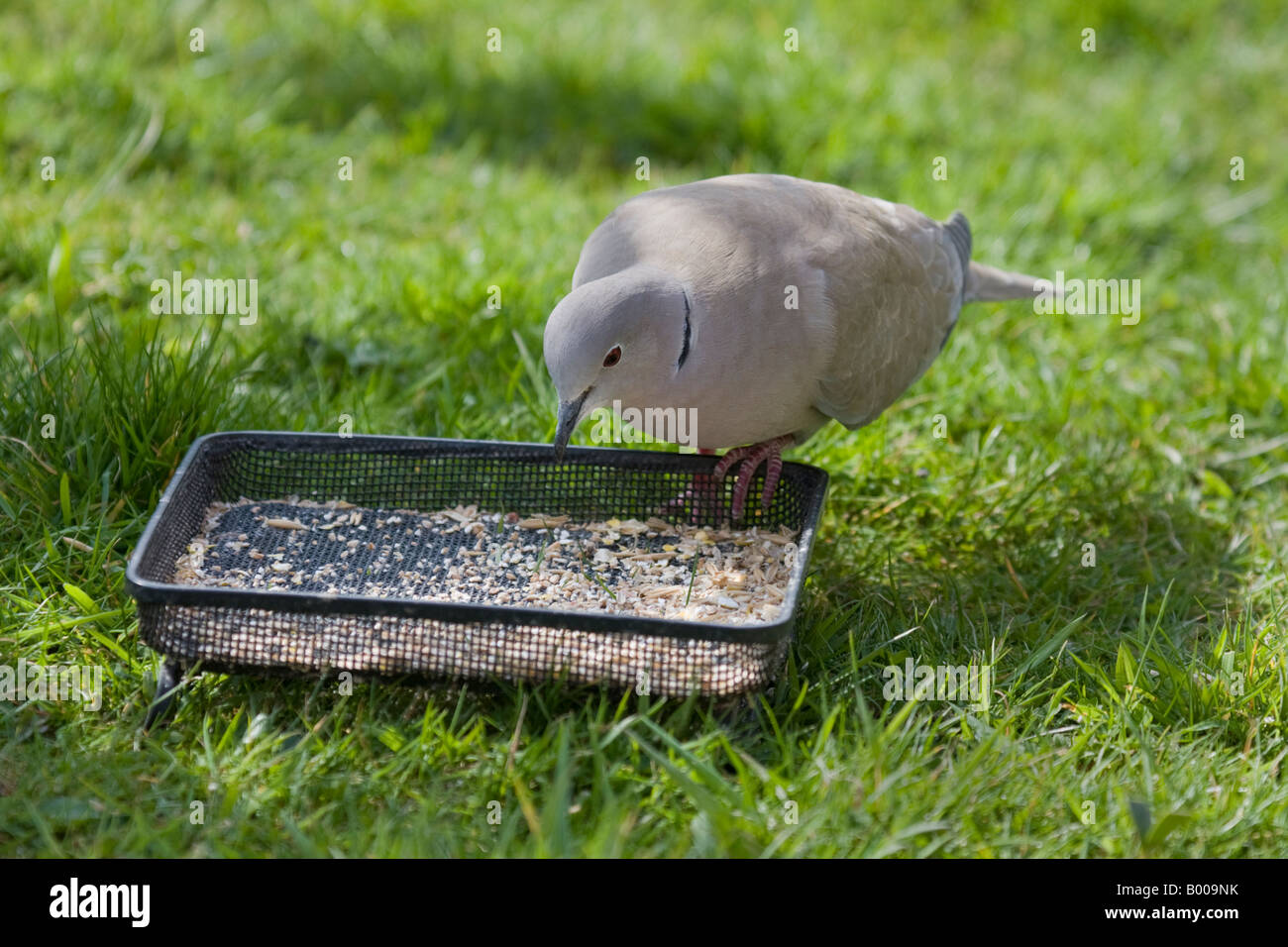 Collard Dove Feeding On Bird Food In Ground Feeder Stock Photo