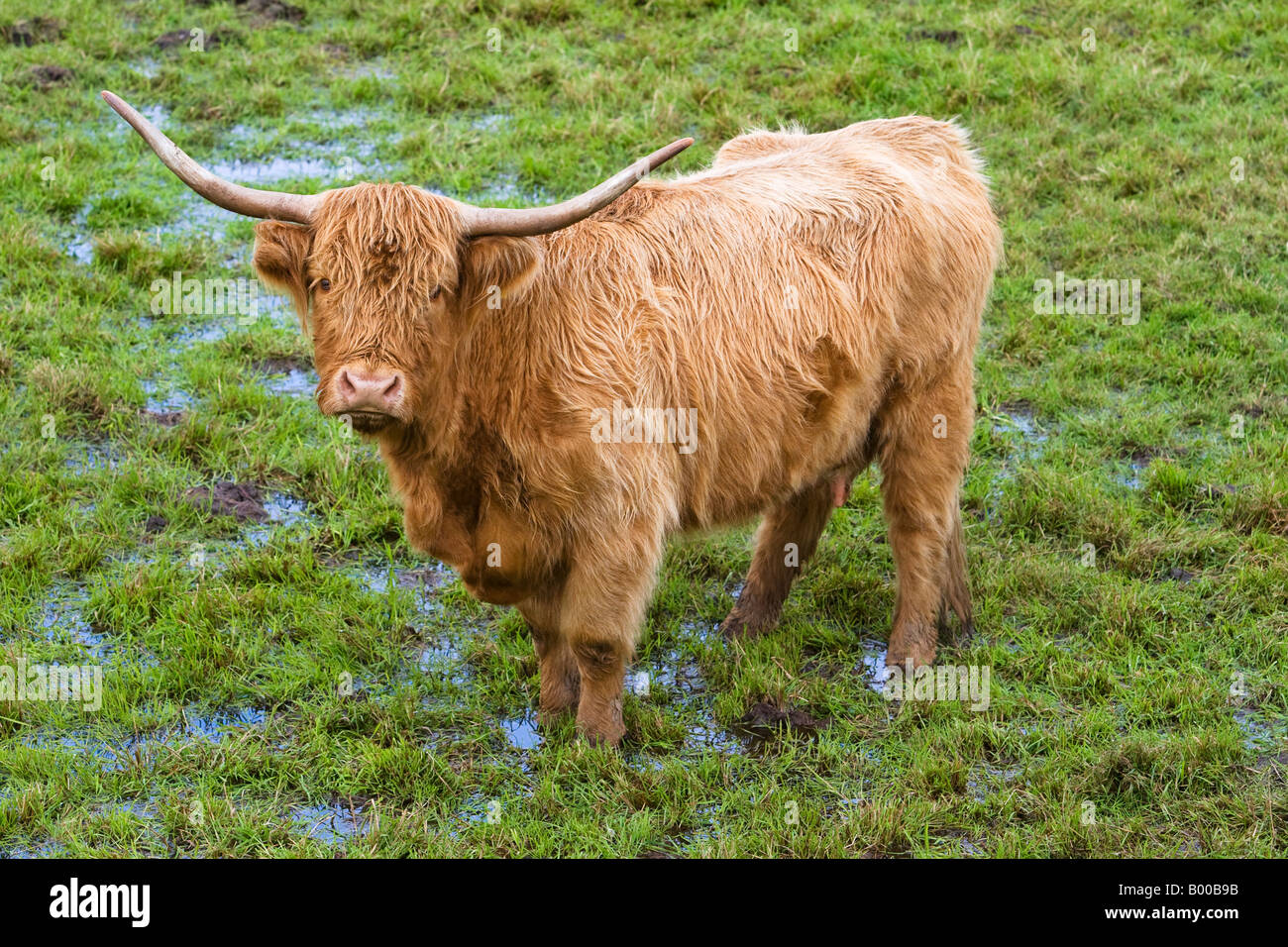 Portrait of a highland cattle in a scottish field Stock Photo - Alamy