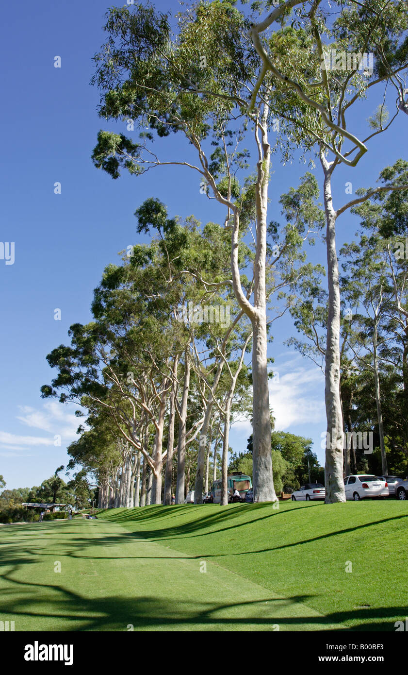 Gum trees along Fraser Avenue at Kings Park in Perth, Western Australia. Stock Photo