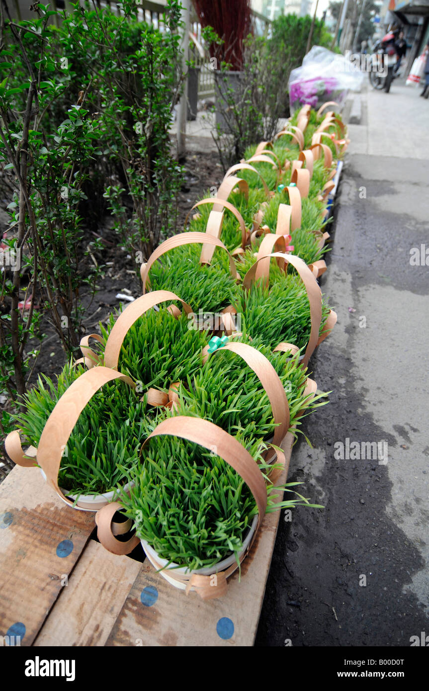Green plants on sale, a popular gift during the Iranian new year celebration. Photo taken in Tehran, Iran Stock Photo