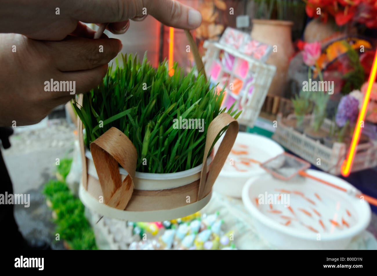 A green plant on sale, a popular gift during the Iranian new year celebration. Photo taken in Tehran, Iran Stock Photo