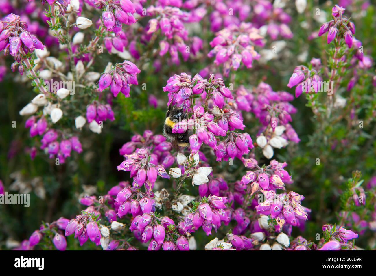 A bumblebee on a bell heather (Erica cinerea) flower. North York Moors National Park, UK Stock Photo