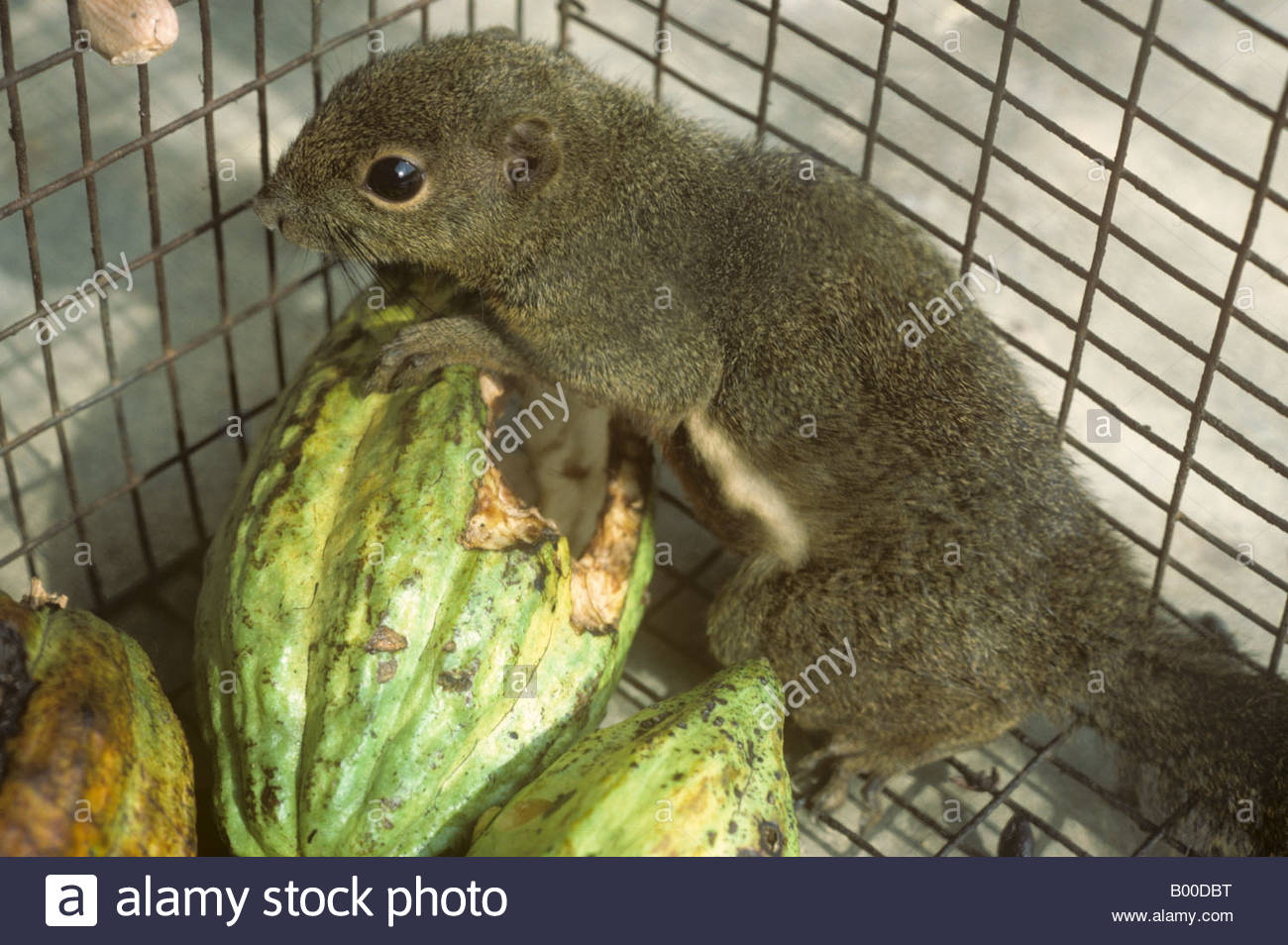 Pests of cocoa