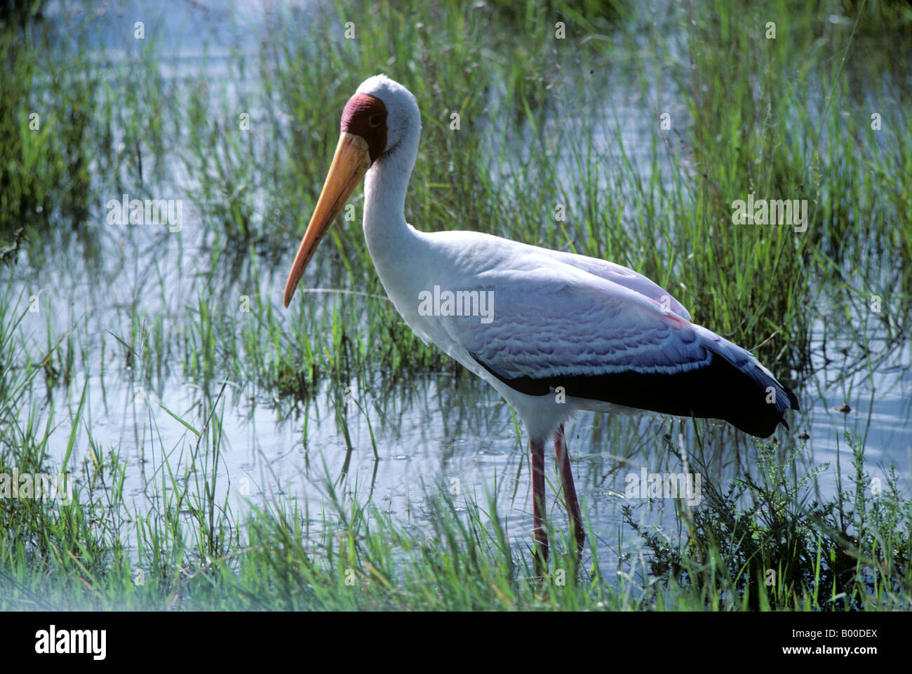 Yellow billed stork Mycteria ibis in shallow water in the rainy season Masai Mara Kenya Stock Photo
