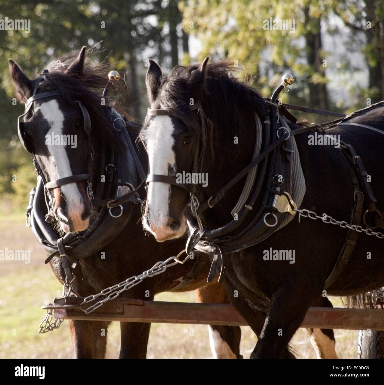 Shire horses pulling carriage Stock Photo Alamy