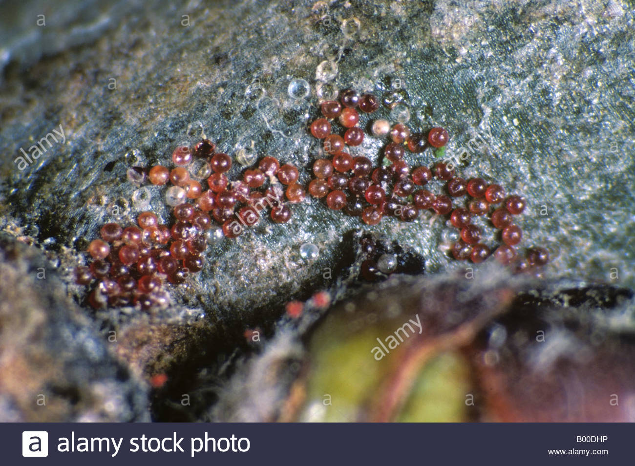 Overwintering eggs of fruit tree red spider mite Panonychus ulmi on