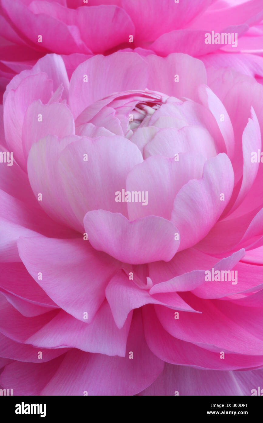 Ranunculus asiaticus, Persian buttercup, closeup of pink double flower Stock Photo