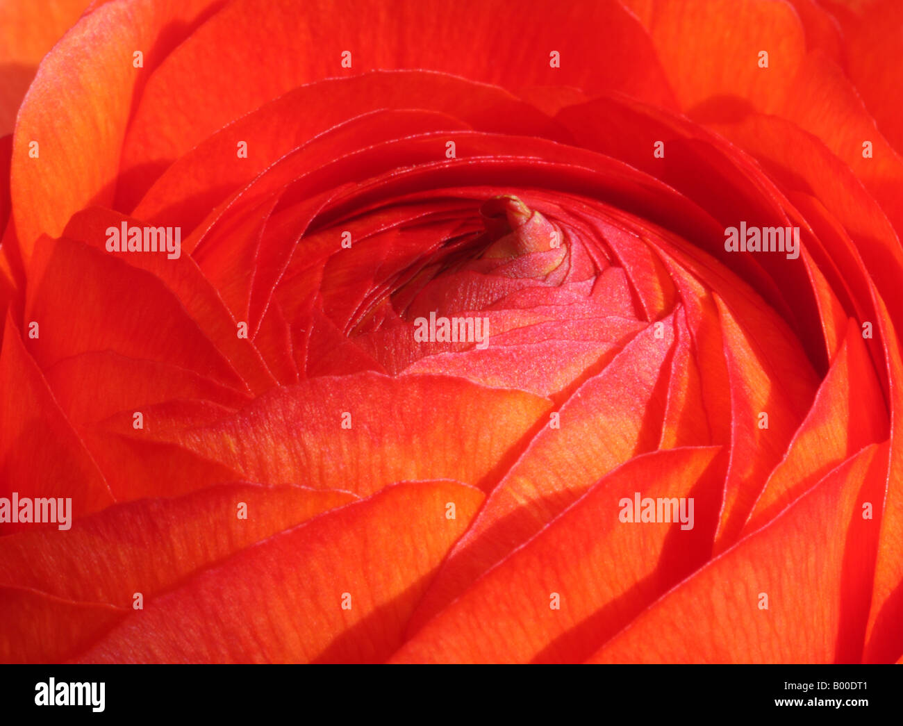 Ranunculus asiaticus, Persian buttercup, closeup of whorl of petals at centre of double flower Stock Photo