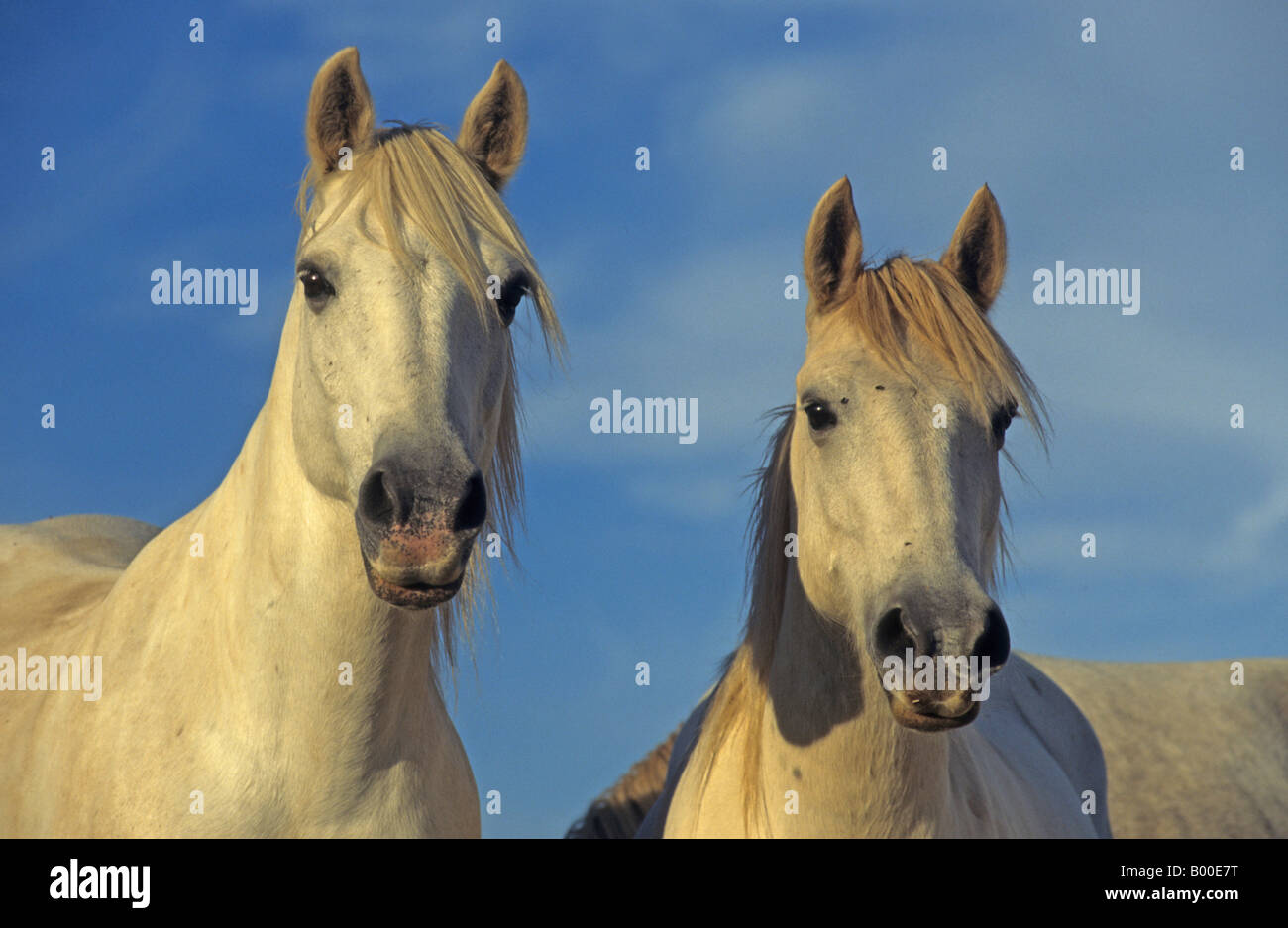 Camargue Horse (Equus caballus) two geldings, portrait Stock Photo