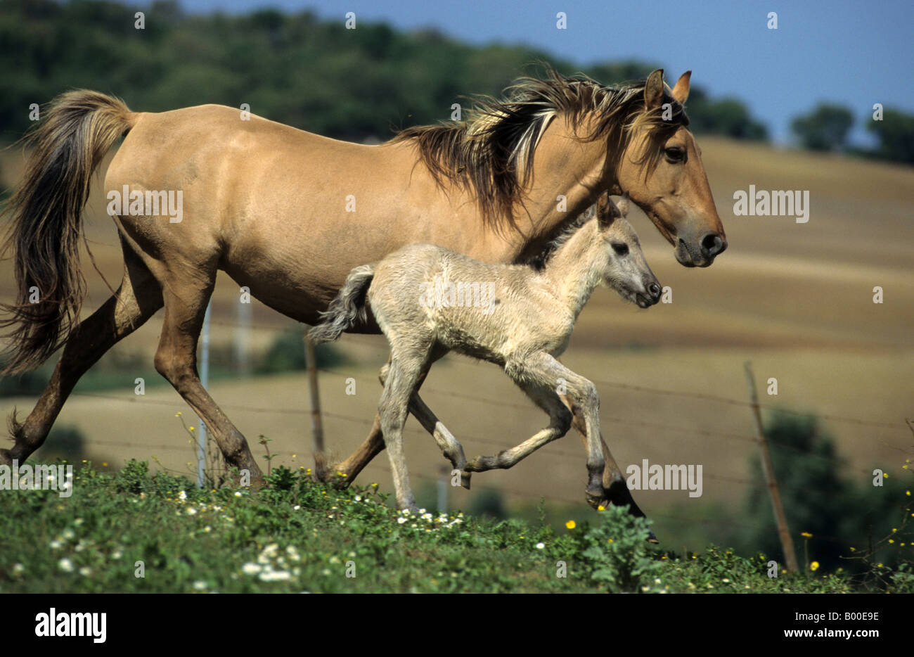 Sorraia horse hires stock photography and images Alamy