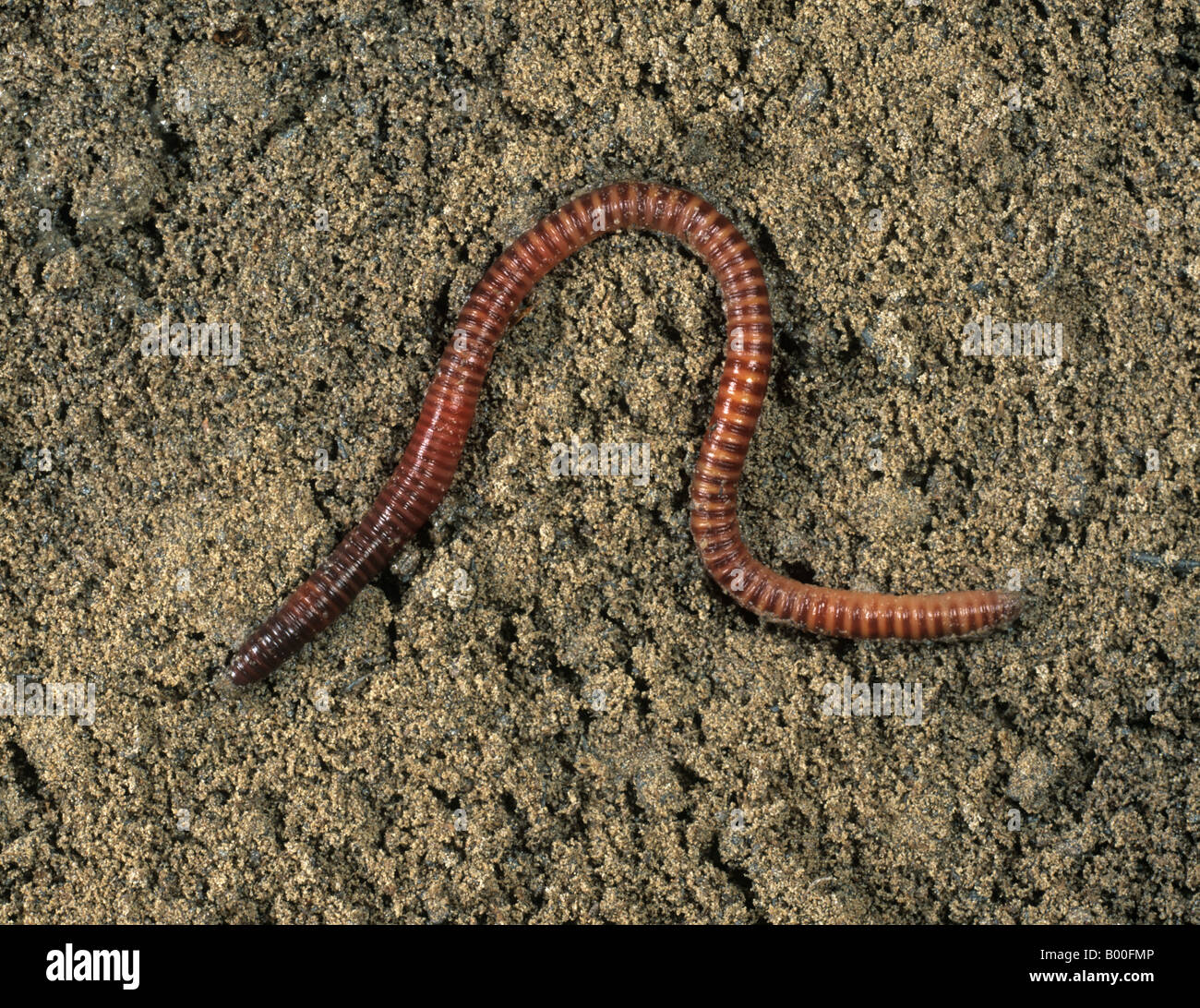 Redworm brandling or tiger worm Eisenia foetida on soil surface Stock Photo