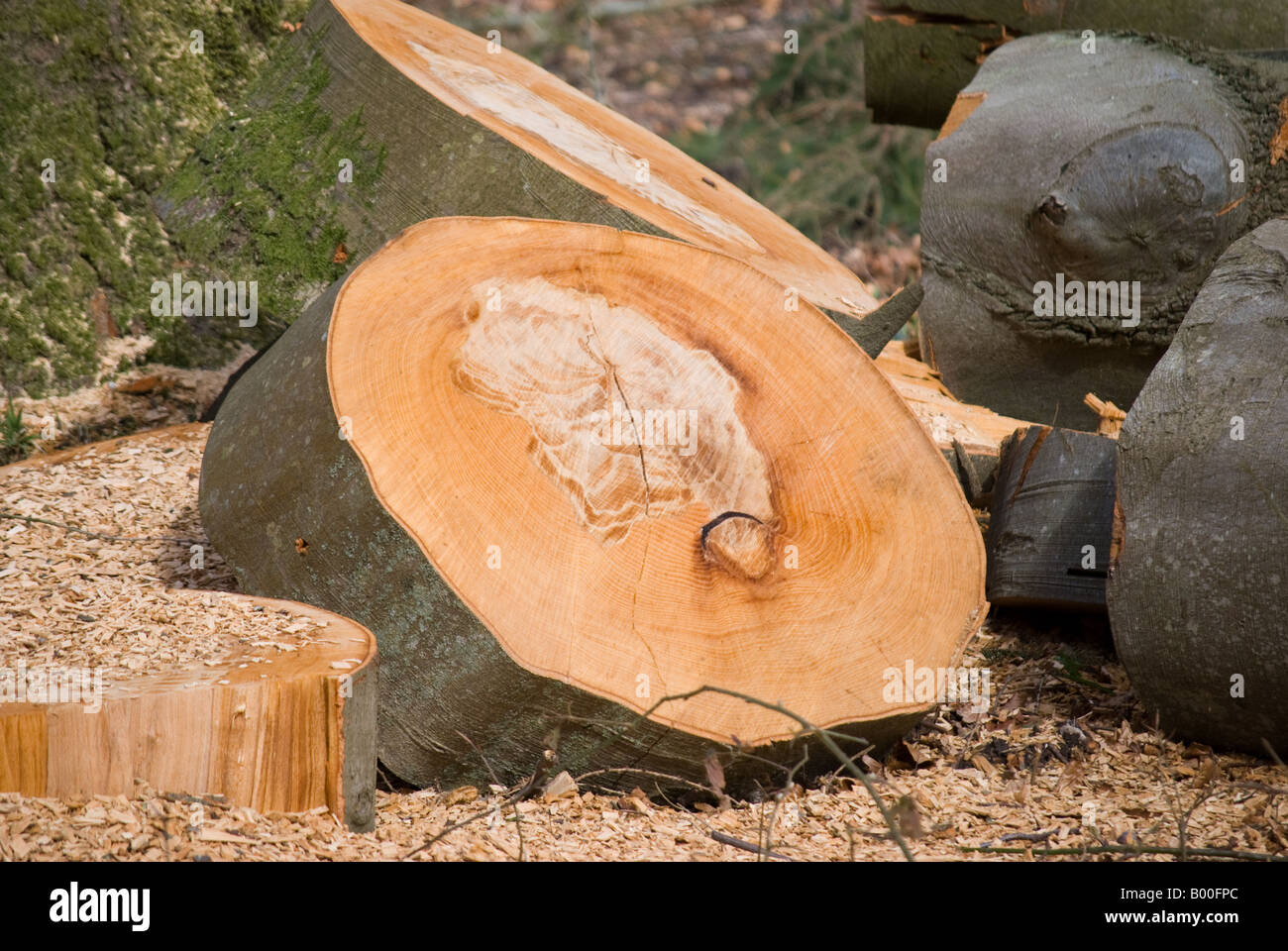 Sawn tree trunk on the shore of Windermere English Lake district Stock Photo