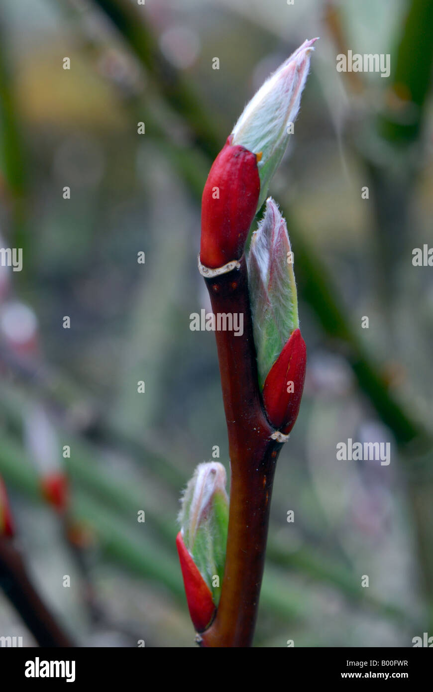 Red stemmed willow, Salix fargesii salicaceae, in spring Stock Photo