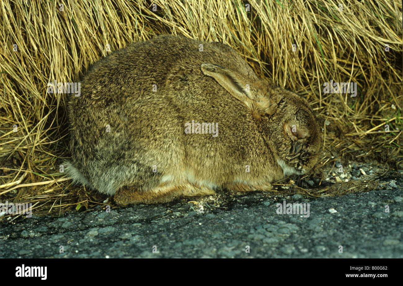 A rabbit Oryctolagus cuniculus suffering with myxomatosis Stock Photo