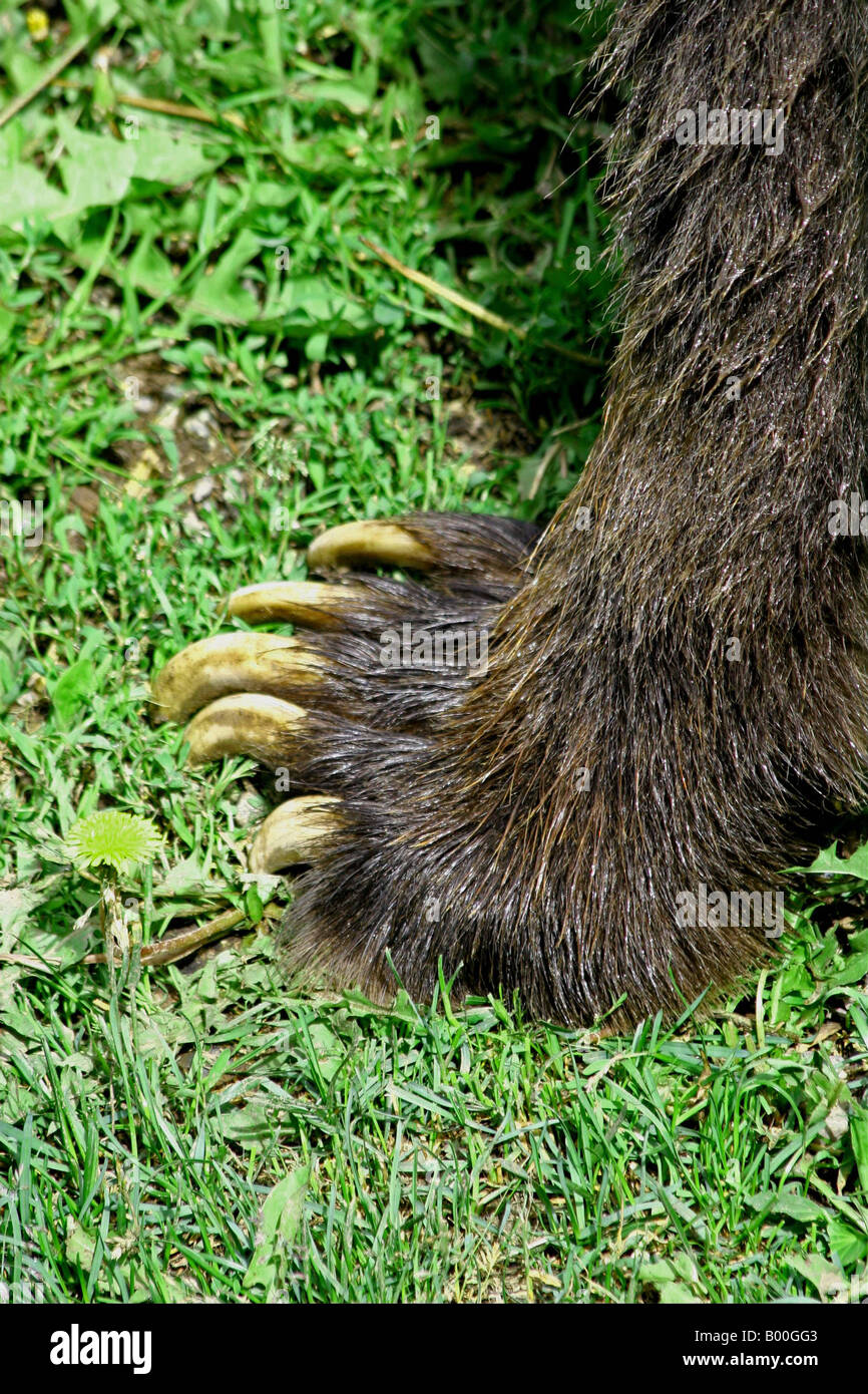 Grizzly Bear Paw Stock Photo
