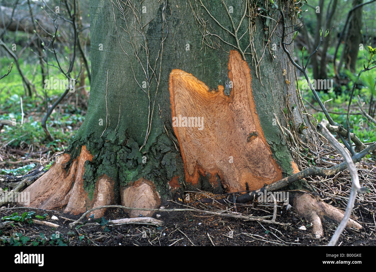 Rabbit tree damage uk hires stock photography and images Alamy