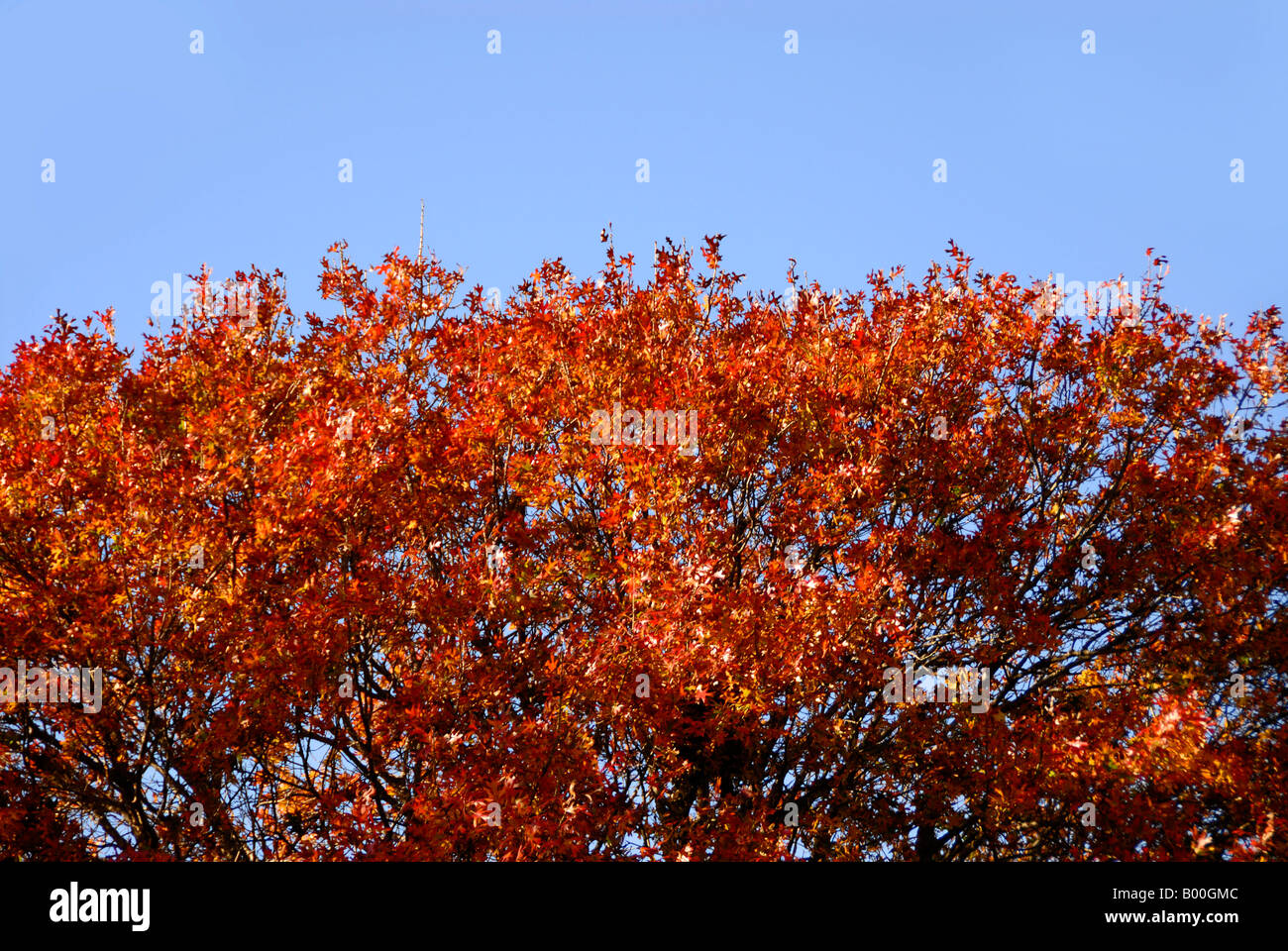 Tree top branches hi-res stock photography and images - Alamy