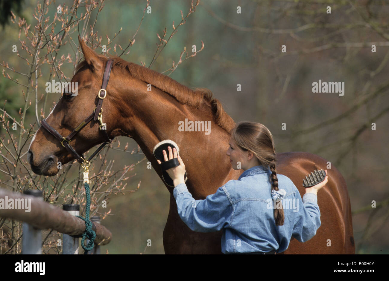 Girl grooming horse (Equus caballus) Stock Photo