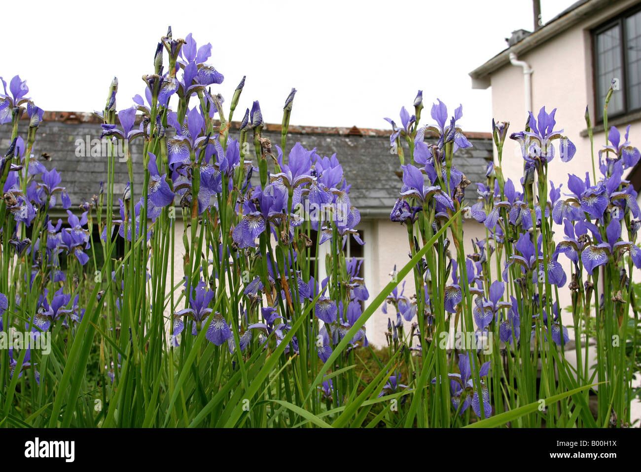 UK Somerset Winsford Irises in Dowry Cotage garden Stock Photo