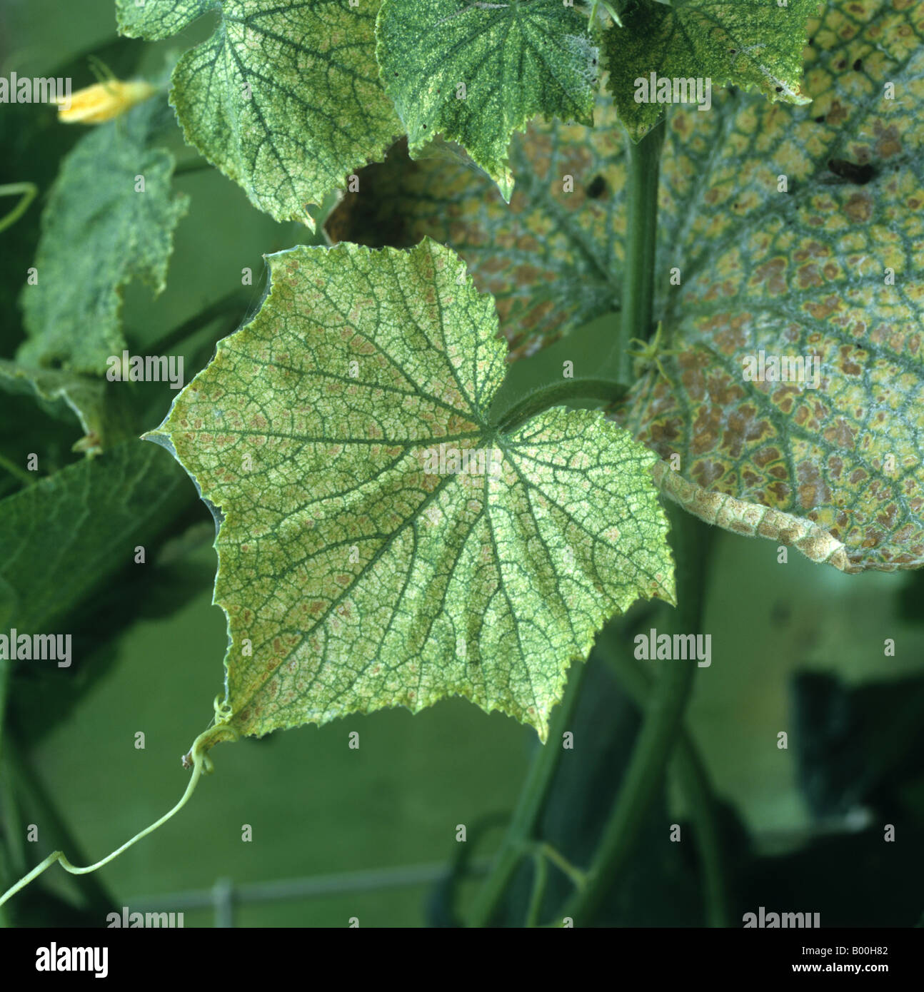Two spotted spider mite Tetranychus urticae feeding damage to greenhouse cucumber leaf Stock Photo