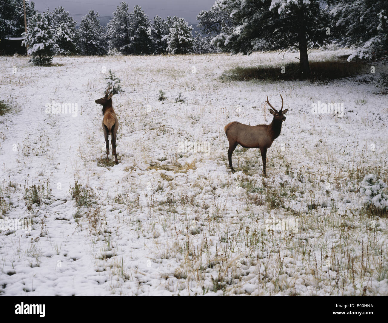 Two elk standing in early autumn snow Brown deer - like animals with antlers Trees ROCKY MOUNTAINS COLORADO USA Stock Photo