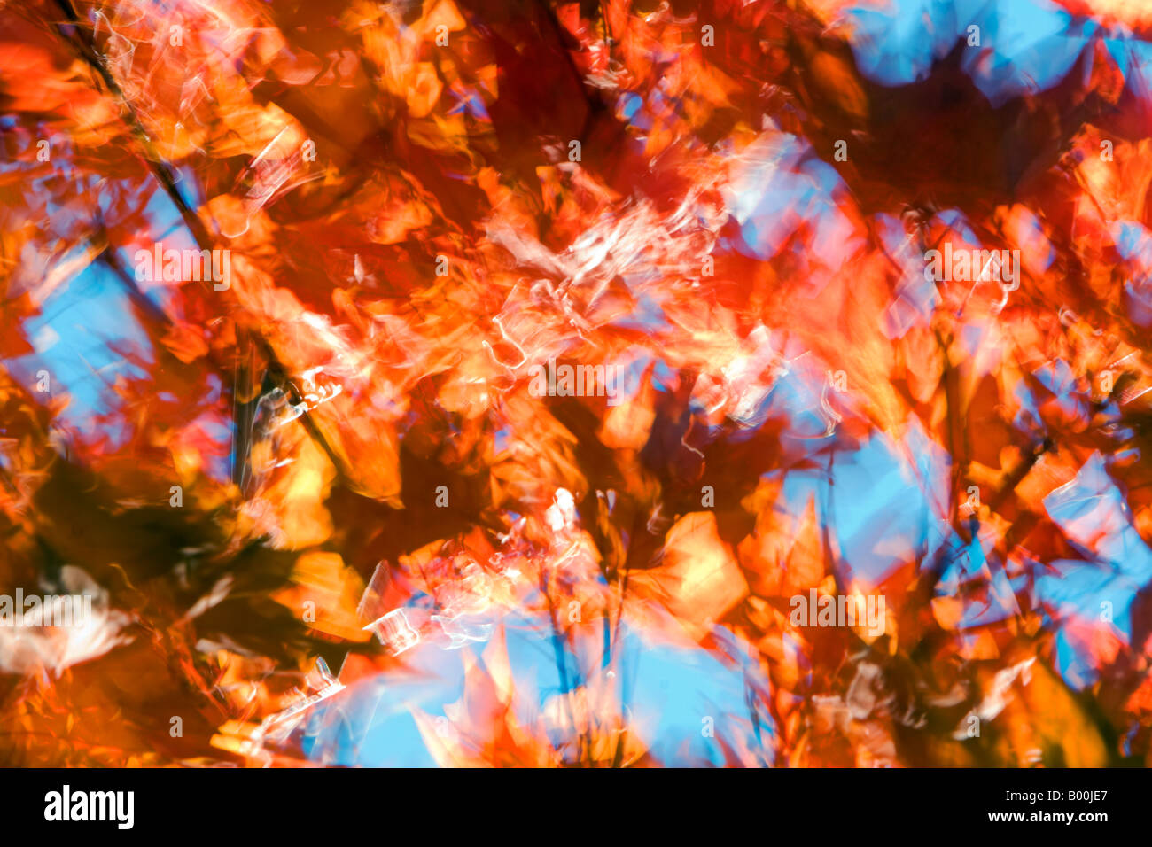 Autumn leaves blowing in the wind Stock Photo Alamy