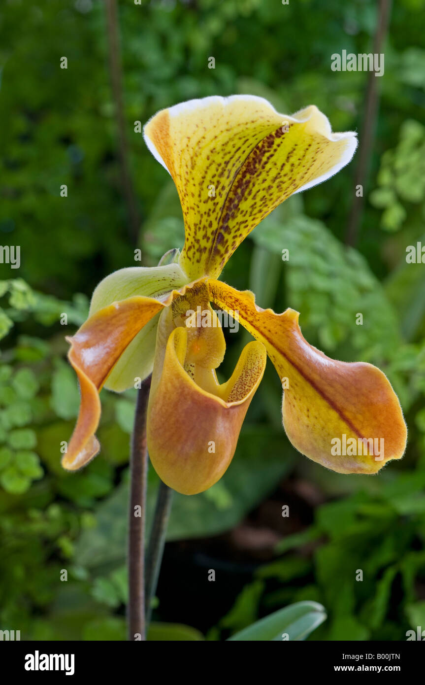 Slipper Orchid: Paphiopedilum niten villosus X insigne Stock Photo