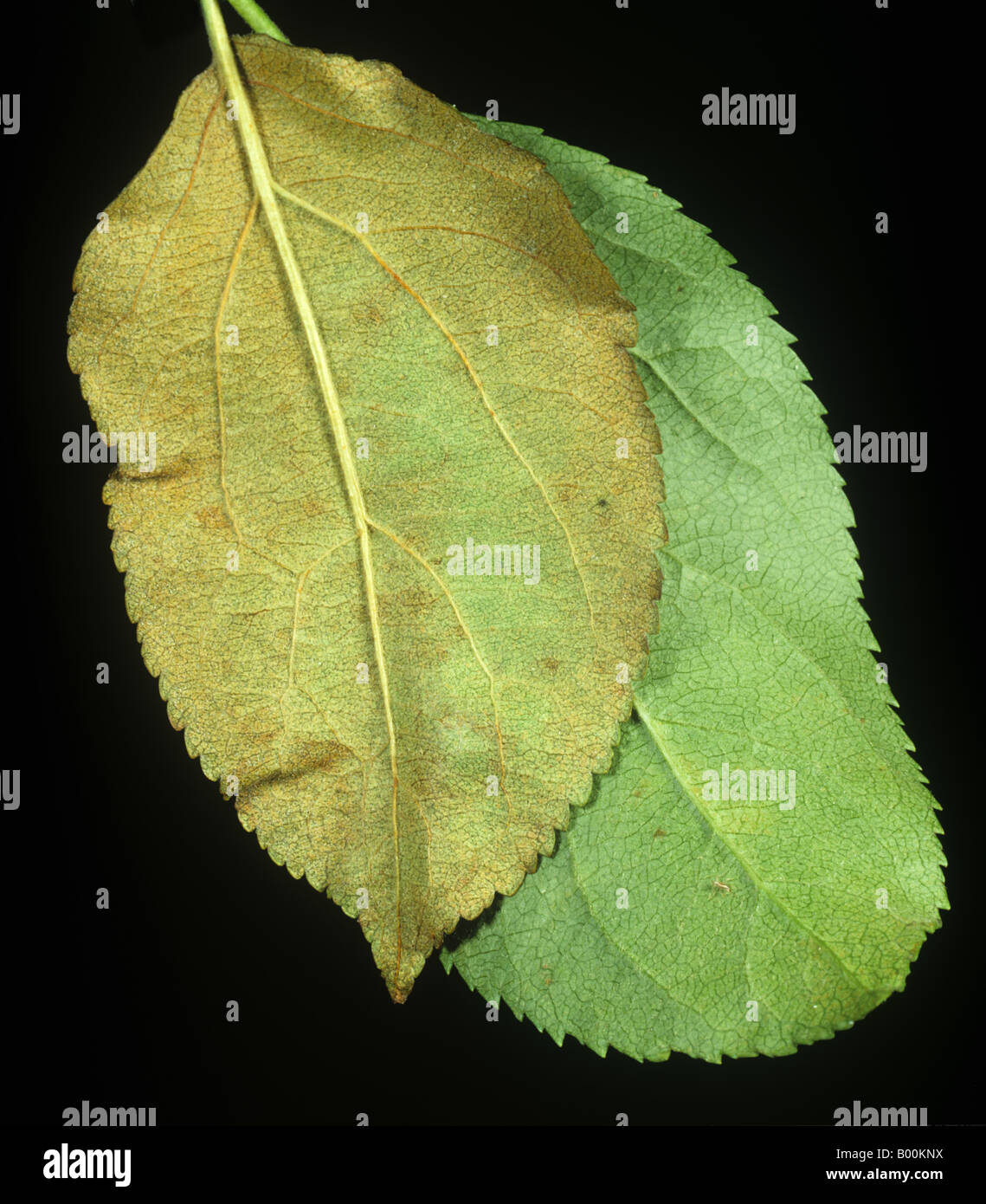 Red spider mite fruit tree hires stock photography and images Alamy