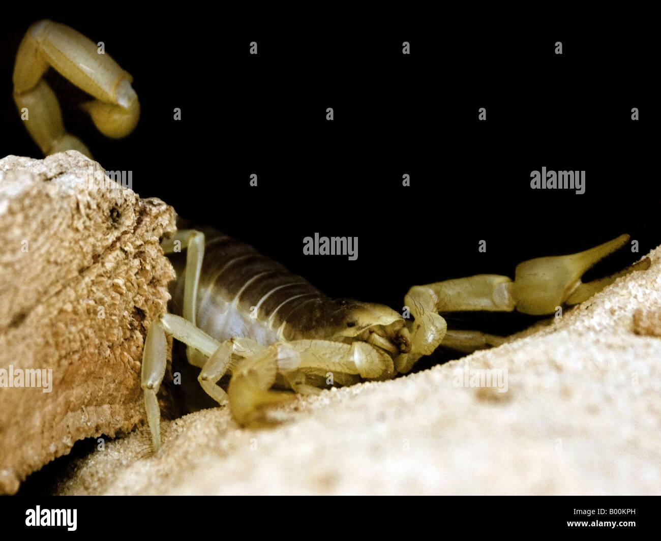 Giant Hairy Desert Scorpion (or Arizona Hairy Scorpion) Hadrurus arizonensis lying in wait for prey. Stock Photo