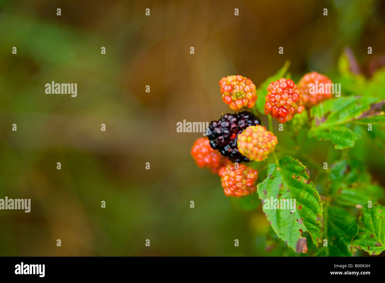 Under Ripe Blackerry Ripe black blackberries in hi-res stock photography and images - Alamy