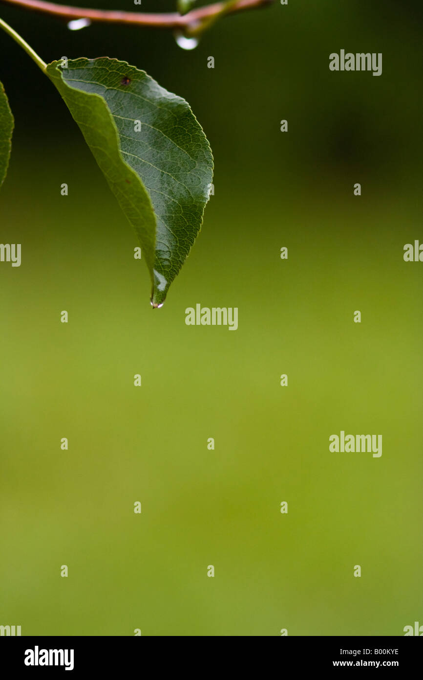 Pear leaf with water droplet Stock Photo