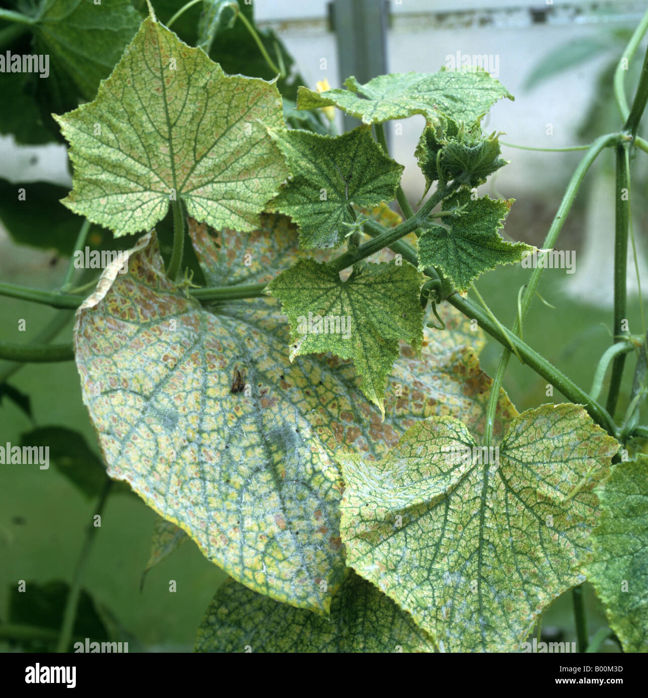 Two spotted spider mite Tetranychus urticae severe damage to glasshouse cucumber leaves Stock Photo
