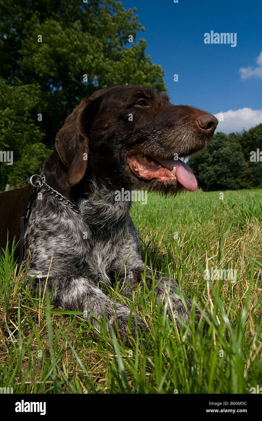 Wire Hair Lab German wirehair hi-res stock photography and images - Alamy