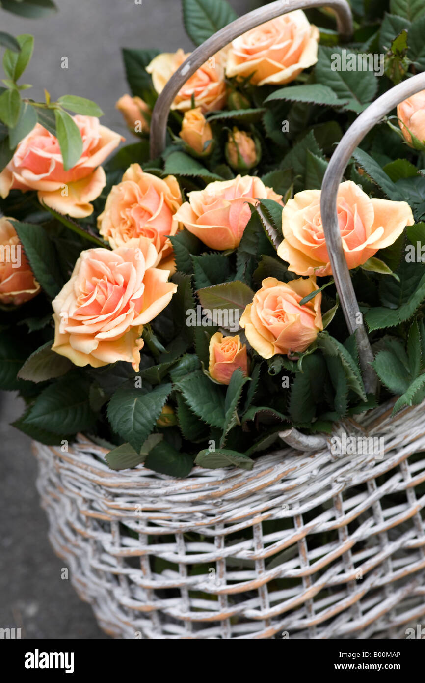Anyiqur Roses Antique pink roses hi-res stock photography and images - Alamy