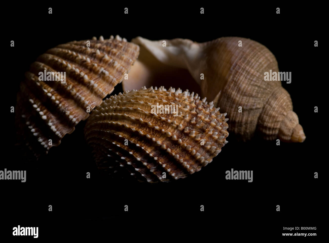 Cockle whelk shells against black hires stock photography and images Alamy