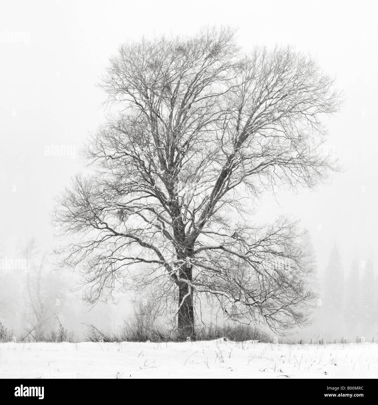 Silhouette of Large Tree in Winter at Yosemite National Park Stock ...