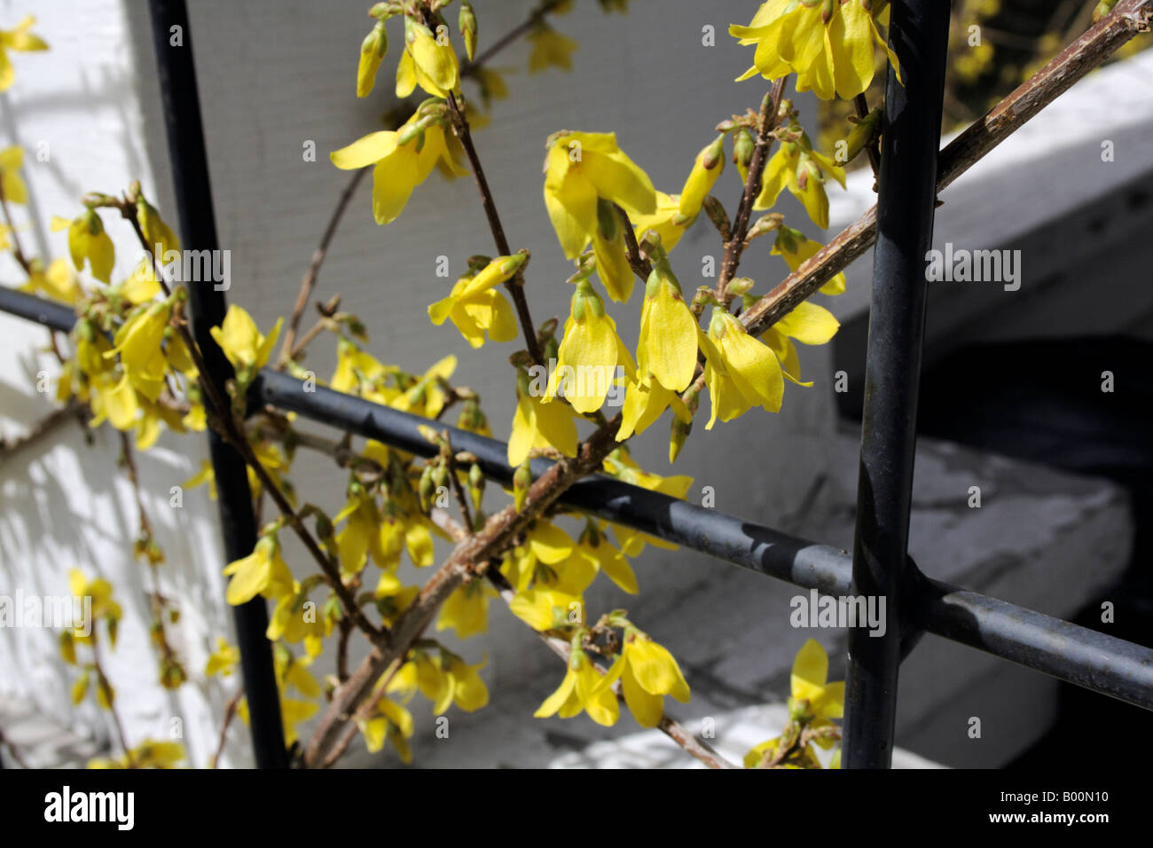 Yellow forsythia blossoms and metal trellis Stock Photo - Alamy