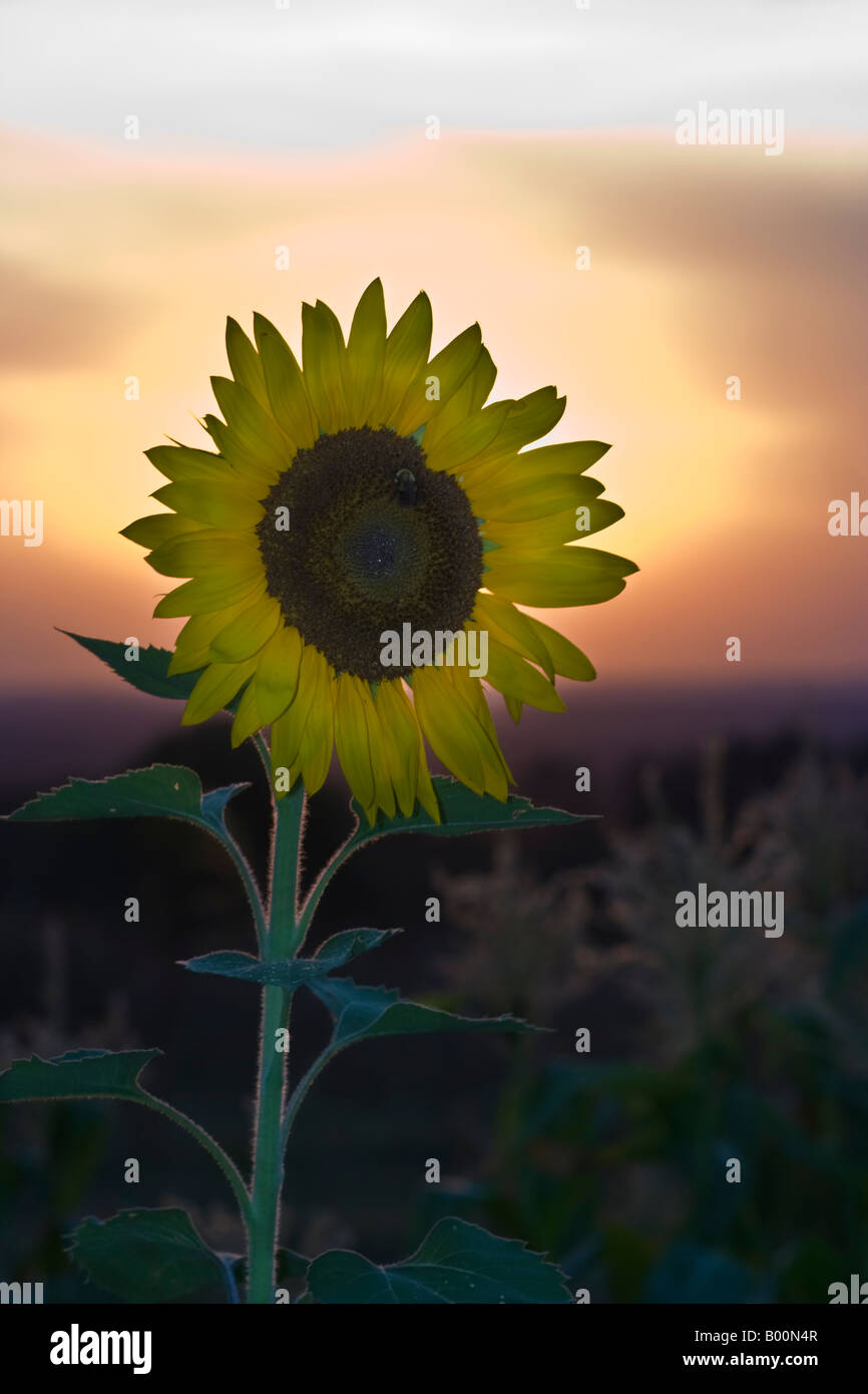 Sunflower in garden at sunset Stock Photo