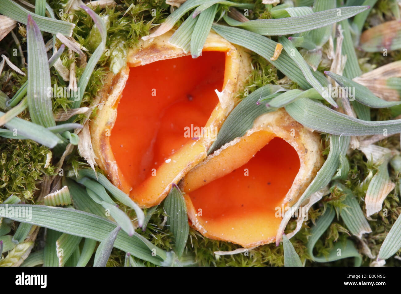 Orange coloured cup fungus Stock Photo