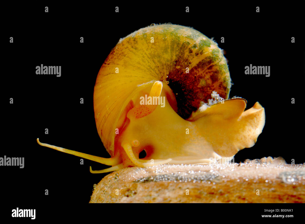 Golden apple snail, Pomacea bridgesii. Stock Photo