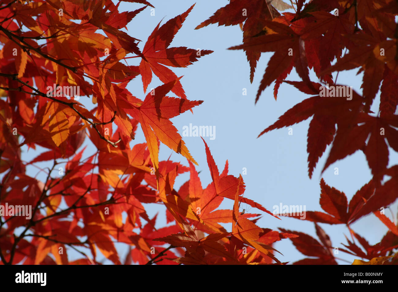 Red leaves of a Japanese maple (Acer palmatum) against a blue sky. Stock Photo