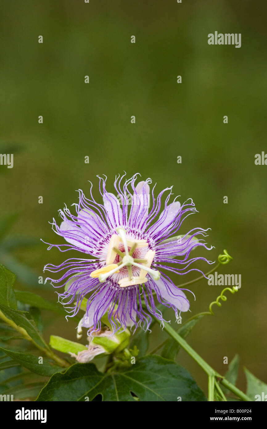 Passion flower bloom Stock Photo Alamy