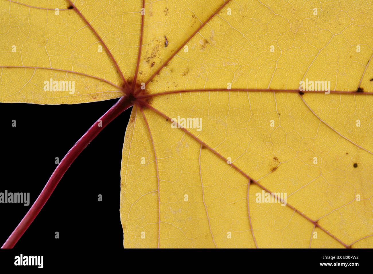 Close-up of the veins in the leaf of a Norway maple (Acer platanoides) Stock Photo