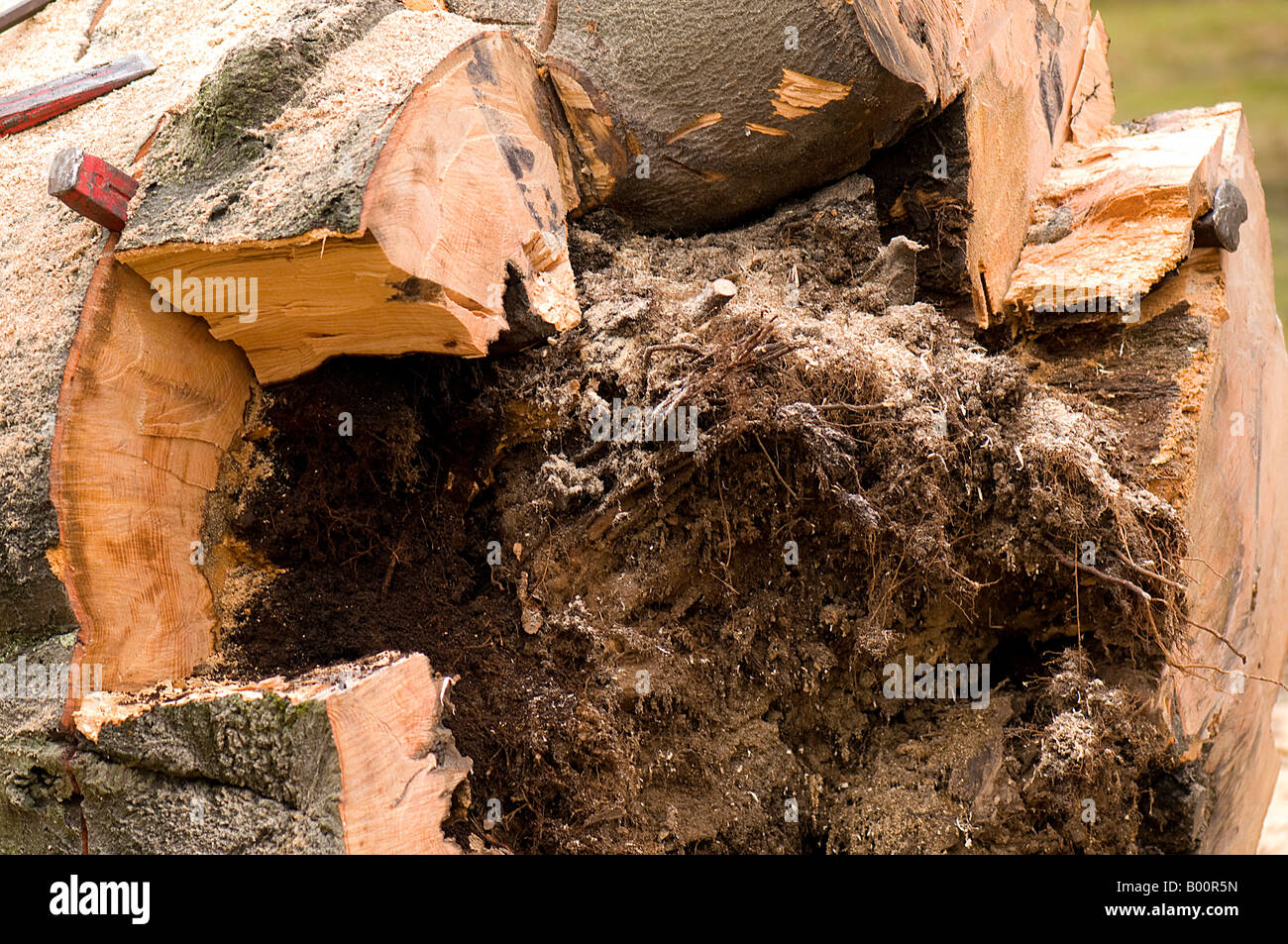 chop down trees; fell Stock Photo Alamy