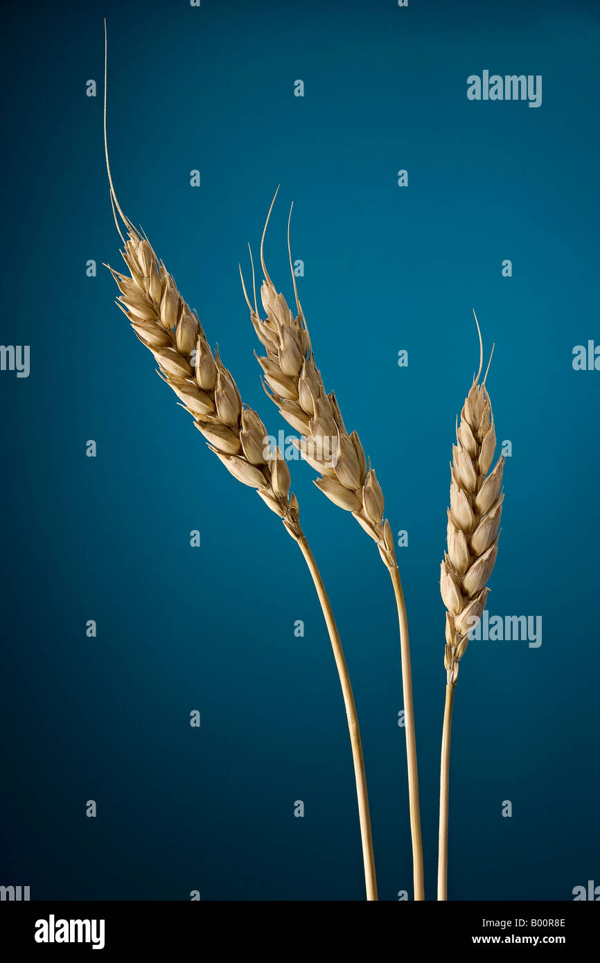 wheat spikes Stock Photo