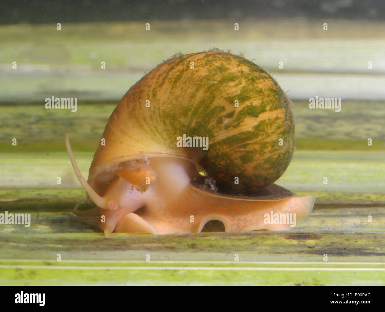 Golden apple snail, Pomacea bridgesii. Stock Photo