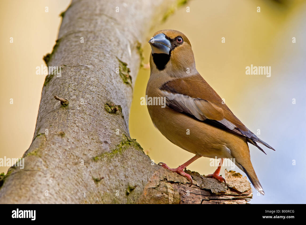 HAWFINCH Coccothraustes coccothraustes Female perched in a Hornbeam tree. Stock Photo