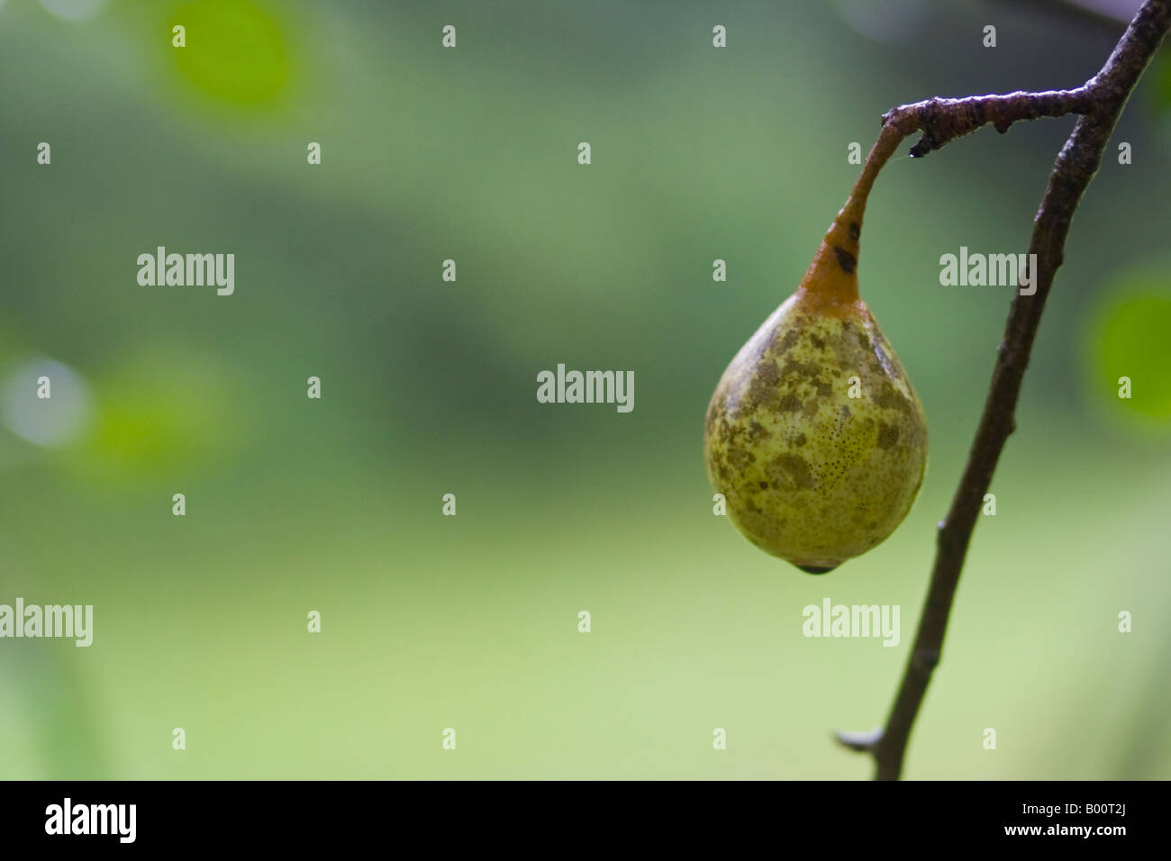 Pear on tree Stock Photo